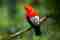 Andean Cock-of-the-Rock Andean Cock-of-the-Rock