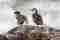 Torrent Ducks Torrent Ducks
