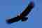 Andean Condor Andean Condor